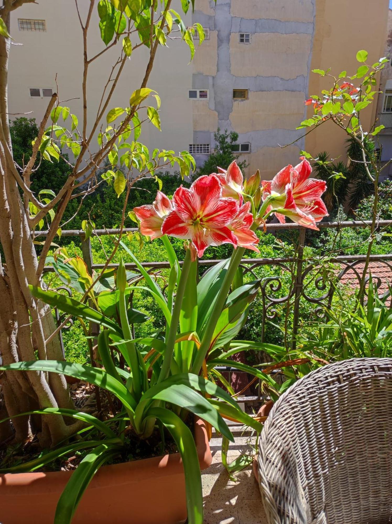Cuba'S Art House Lejlighed Palermo Eksteriør billede